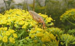 Attēlu rezultāti vaicājumam “Oedemera croceicollis”