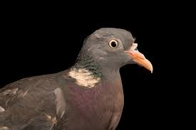 Attēlu rezultāti vaicājumam “Columba palumbus”