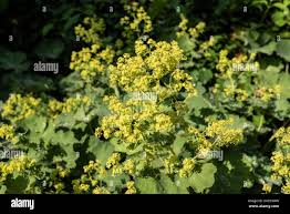 Attēlu rezultāti vaicājumam “Alchemilla vulgaris aggr. flower”