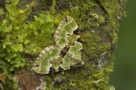 Attēlu rezultāti vaicājumam “Colostygia pectinataria male”