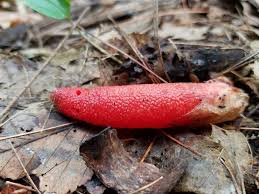 Attēlu rezultāti vaicājumam “Mutinus ravenelii”