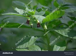 Attēlu rezultāti vaicājumam “Scopolia carniolica leaf”