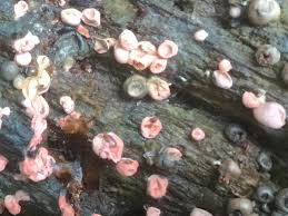 Attēlu rezultāti vaicājumam “Lycogala miserum sessile”