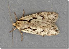 Attēlu rezultāti vaicājumam “Semioscopis avellanella”