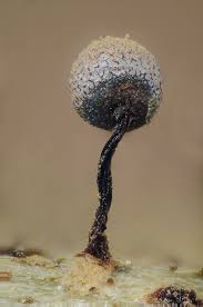 Attēlu rezultāti vaicājumam “Cribraria piriformis macro”