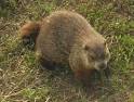 p.s. "groundhogs" and