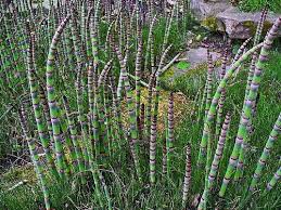 Attēlu rezultāti vaicājumam “Equisetum hyemale”