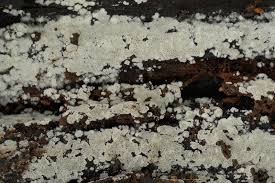 Attēlu rezultāti vaicājumam “Physisporinus sanguinolentus”