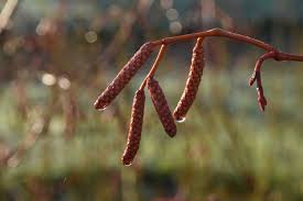 Attēlu rezultāti vaicājumam “Alnus incana female flower”