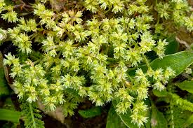 Attēlu rezultāti vaicājumam “Scleranthus annuus flower”