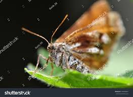 Attēlu rezultāti vaicājumam “Bupalus piniaria male”