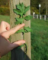 Attēlu rezultāti vaicājumam “Sisymbrium volgense leaf”