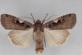 Attēlu rezultāti vaicājumam “Xestia c-nigrum”