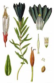 Attēlu rezultāti vaicājumam “Gentiana pneumonanthe”