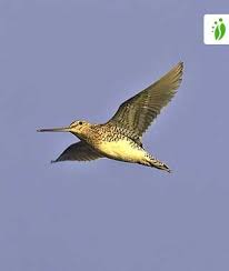 Image result for Gallinago gallinago