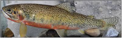 Image result for Oncorhynchus clarkii