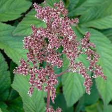 Image result for Rodgersia chocolate wings