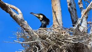 Attēlu rezultāti vaicājumam “Phalacrocorax carbo nest”