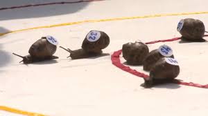 Image result for World Snail Racing Championships