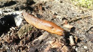 Attēlu rezultāti vaicājumam “Krynickillus melanocephalus”