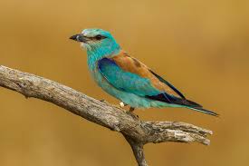 Attēlu rezultāti vaicājumam “Coracias garrulus”