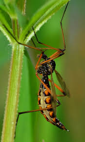 Attēlu rezultāti vaicājumam “Dictenidia bimaculata male”