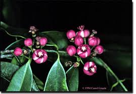 Attēlu rezultāti vaicājumam “Clusiaceae”