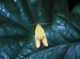 Attēlu rezultāti vaicājumam “Agapeta hamana”