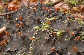 Attēlu rezultāti vaicājumam “Peltigera polydactylon”