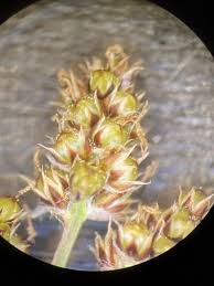 Attēlu rezultāti vaicājumam “Luzula pilosa bud”