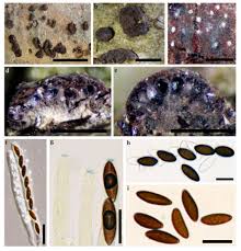 Attēlu rezultāti vaicājumam “Hypoxylon fuscum”
