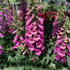 Image result for Digitalis purpurea