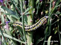 Attēlu rezultāti vaicājumam “Calophasia lunula larva”