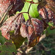 Attēlu rezultāti vaicājumam “Viburnum opulus leaf”