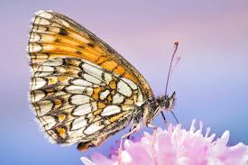 Attēlu rezultāti vaicājumam “Boloria eunomia”