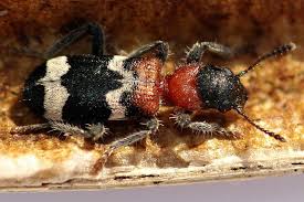 Attēlu rezultāti vaicājumam “Cleridae”