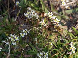 Attēlu rezultāti vaicājumam “Erophila verna leaf”