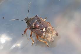 Attēlu rezultāti vaicājumam “Pinthaeus sanguinipes imago”