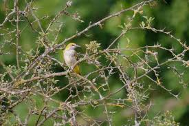 Attēlu rezultāti vaicājumam “Oriolus oriolus female”