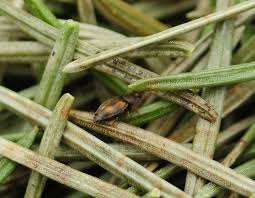 Attēlu rezultāti vaicājumam “Alloeotomus sp.”