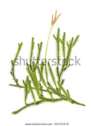 Attēlu rezultāti vaicājumam “Huperzia selago”