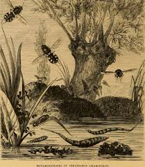 Attēlu rezultāti vaicājumam “Clitellaria ephippium”