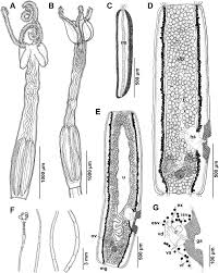 Image result for Raja straeleni