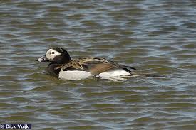 Attēlu rezultāti vaicājumam “Clangula hyemalis”