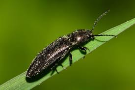 Attēlu rezultāti vaicājumam “Cidnopus aeruginosus”