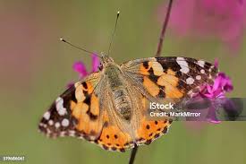 Attēlu rezultāti vaicājumam “Vanessa cardui”