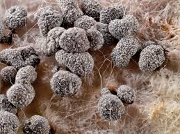 Attēlu rezultāti vaicājumam “Physarum nitens spores”