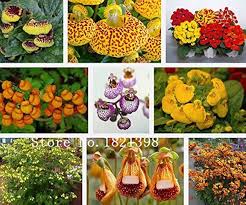 Image result for Calceolaria