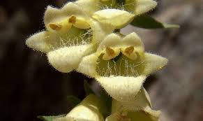 Image result for Digitalis lutea
