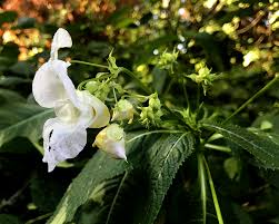 Attēlu rezultāti vaicājumam “Impatiens glandulifera flower”